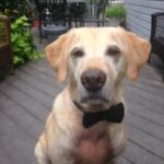 A dog wearing a black bow tie sitting on a wooden deck.