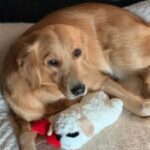 A golden retriever lying down with a plush lamb toy.
