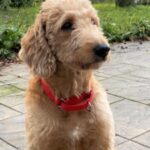 A golden-colored doodle dog wearing a red collar sitting outdoors.