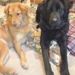 Two dogs sitting together, one golden and one black.
