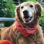 Smiling golden retriever wearing a red bandana, surrounded by pumpkins.