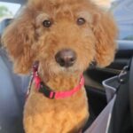 A brown poodle with a red collar sitting inside a car.