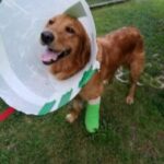 A golden retriever wearing a protective cone and a green bandage on one leg, standing on grass.