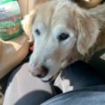 A senior golden retriever sitting in a car next to a bag of dog biscuits.