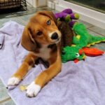 A beagle puppy lying down with a toy on a towel.