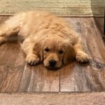 A golden retriever puppy lying on a tiled floor, looking relaxed and resting its head on its paws.