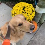 A golden retriever with a frisbee in its mouth, beside a pot of yellow chrysanthemums.