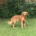 Golden retriever standing on a grassy field with bushes in the background.