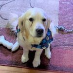 A golden retriever wearing a blue bandana, sitting on a rug with a chew toy nearby.