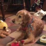 Golden retriever lying on the floor with toys nearby.