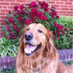 Golden retriever sitting in front of a blooming rose bush.