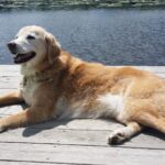A golden retriever lounging on a wooden dock beside a body of water.