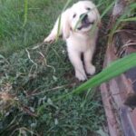 A playful puppy chewing on a blade of grass in a garden.