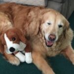 A golden retriever lying next to a plush toy that resembles a dog.