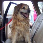 Golden retriever sitting in the back seat of a car, secured with a red leash, with an open door and a person in the background.