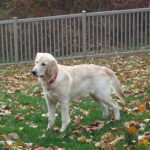 A golden retriever standing on grass with fallen leaves and a metal fence in the background.