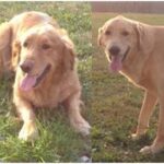 Two images of a golden retriever, one lying on the grass and the other standing, both in daylight.