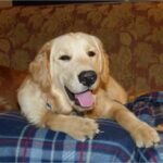 A golden retriever lying on a plaid blanket with its tongue out.