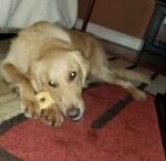 A golden retriever lying on a patterned rug, chewing on a bone.