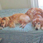 Two golden retrievers lying on a striped blanket.