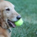 Golden retriever holding a green tennis ball in its mouth on a grassy background.