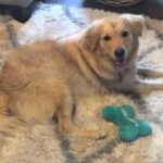 Golden retriever lying next to a blue toy on a white rug.