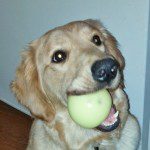 Golden retriever holding a green apple in its mouth.