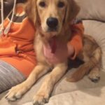 Golden retriever puppy wearing an orange hoodie sitting on a couch.