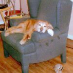Golden retriever lying comfortably on an armchair in a living room.