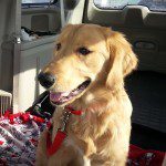 Golden retriever sitting in a car, bathed in sunlight.