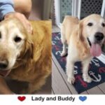 Two pictures of golden retrievers named lady and buddy, showing affection and a happy demeanor.