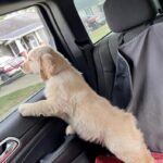 A puppy standing in a car, looking out the window.