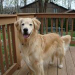 Golden retriever standing on a wooden deck with a house and trees in the background.