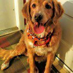 Golden retriever dog wearing an orange bandana sitting on a doorstep.
