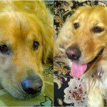 Two side-by-side photos of a golden retriever, one up-close portrait and one with the dog smiling and tongue out.