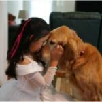 A young girl gently touches noses with a golden retriever indoors.