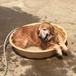 A golden retriever dog lounging in a small, shallow kiddie pool with a hose nearby.