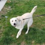 A leashed white dog with a fluffy coat standing on grass and looking back towards the camera.