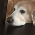 Golden retriever resting its head on a surface, looking pensive.