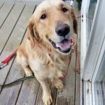 Golden retriever sitting on a wooden deck with a red leash.