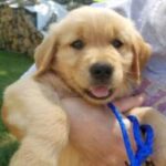 A person holding a smiling golden retriever puppy with a blue leash.
