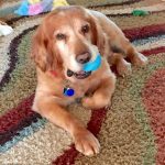 Golden retriever with a blue toy in its mouth sitting on a carpet.