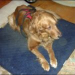 Golden retriever lying on a blue mat.