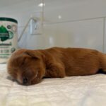 A newborn puppy sleeps peacefully on a white surface with a container in the background.