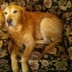A golden retriever lying on a floral patterned armchair.