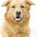 A smiling golden-brown dog against a white background.