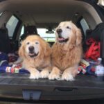 Two golden retrievers sitting in the trunk of an suv.