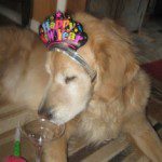 A dog wearing a 'happy new year' hat while licking a glass.