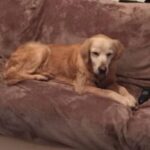Golden retriever lying on a brown couch with a remote control nearby.