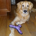 Golden retriever with a purple toy on a wooden floor.